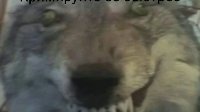 Страшный волк.