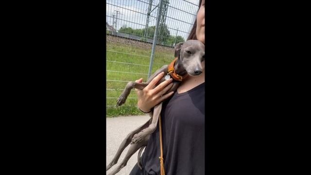 THE CUTEST Italian Greyhound Compilation