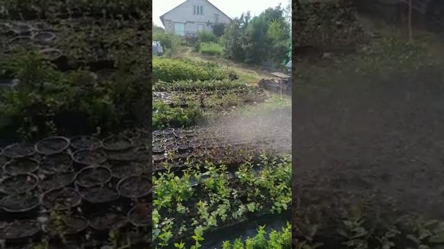 Полив с удобрением и удовольствием) Belklubnika.by #shorts.mp4 смотреть онлайн