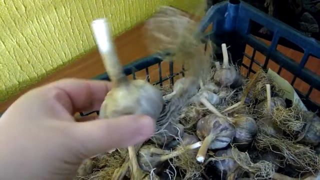 Хранение чеснока конец марта