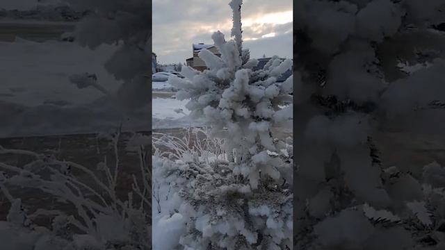 1 декабря Снежные ели в пгт  Излучинск