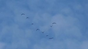А годы летят Поёт А И Краевая