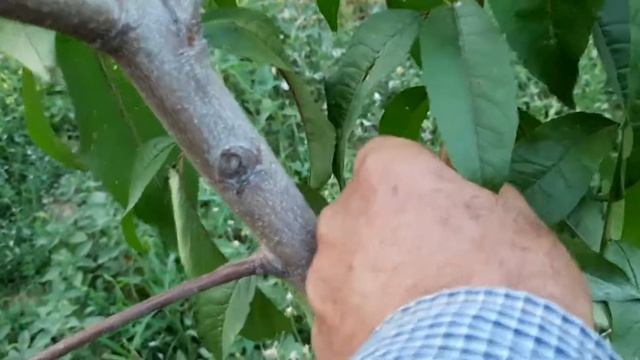 Частичная перепрививка персика Ред Робин.