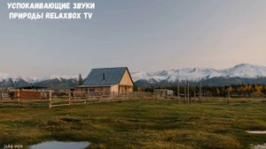 УТРО В ДЕРЕВНЕ, ЗВУКИ УТРЕННЕГО ПРОБУЖДЕНИЯ ДЕРЕВНИ, ДЕРЕВЕНСКИЙ РЕЛАКС, ПЕНИЕ ПТИЦ
