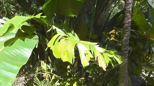 Caryota mitis Fishtail Palm (Auckland, New Zealand) смотреть онлайн