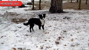 Дрессировка Малховера / ротвейлер + немецкая овчарка. Азы для начинающих