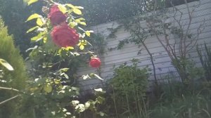 Обрезка полуплетистой розы, сорт " Фрезия" . Как добиться долгого цветения у роз.