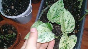 🌺Мои комнатные цветы.🌺Похолодало.🌺Занесла цветы с балкона.🌺Зацвёл гибискус.🌺Ноябрь 2019.🌺