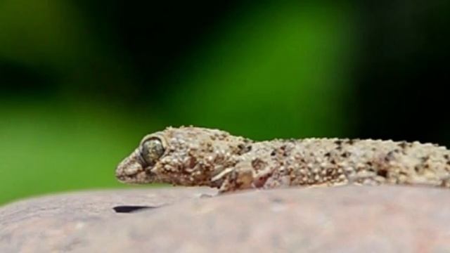 Геккон каспийский (Cyrtopodion caspius) | Film Studio Aves смотреть онлайн