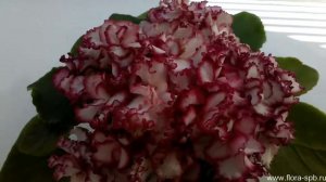 Фиалка АВ-Богема-спорт. Цветы Свирской Елены.