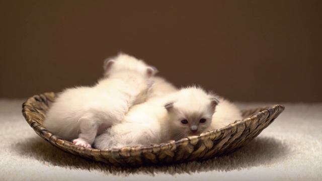 Супер релакс от милых и смешных котят #3 - котенок и котята