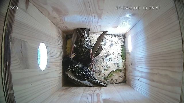 Гнездование птиц - Скворцы самбисты