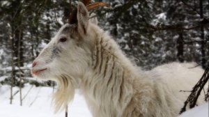 Разведение коз Финский ландрас как бизнес | Козоводство | Порода Финский ландрас | Козы | Животные