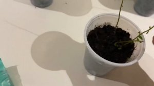 Уход за папоротниками / мои комнатные цветы / спустя две недели после разделения папоротника /