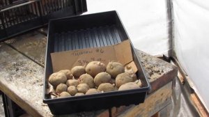 Diffuse Light Seed Potato Storage