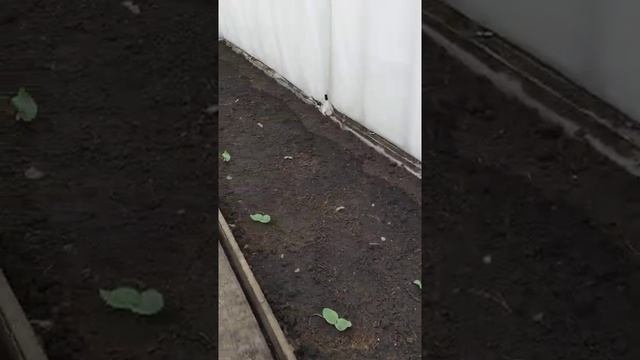 Мой огород. Дорожки из покрышек. смотреть онлайн