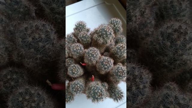 Кактус Маммиллярия