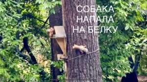 СОБАКА НАПАЛА НА БЕЛКУ! Но осталась с носом!