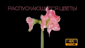 Распускающиеся цветы под мягкую, расслабляющую музыку в 4К
