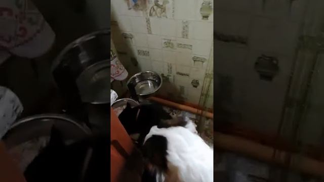 Сенбернар ЭльРада из Ключ Города 5 мес