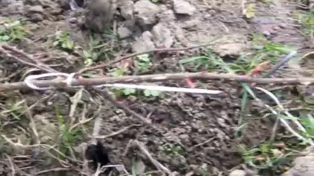 Канадские розы.Как я укрываю. смотреть онлайн