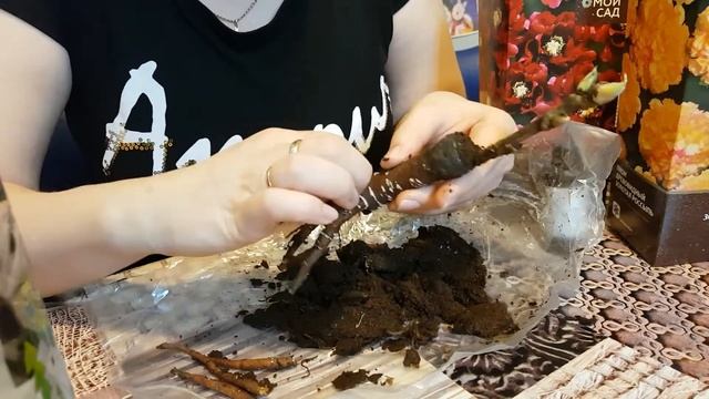 Как сохранить до весны черенки древодных пион