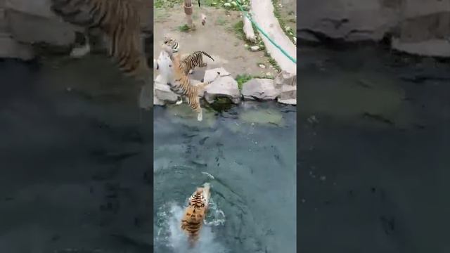 TIGER JUMPING COMPETITION #animals #2024 #tigers #lions #zooanimals #animalrights #markkenga #kenya