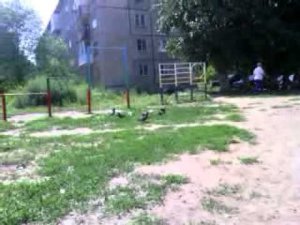 по Светлому Маша