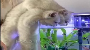 Смешные моменты с котами и собаками попавшие на камеру. Веселое видео про животных.. серия 5