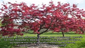 Яблоня Недзвецкого