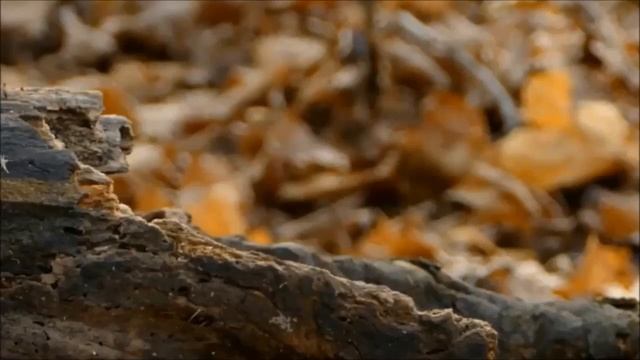 Лесные жители смотреть онлайн