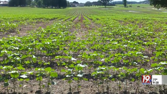 Destination Alabama: Mullins Orchard смотреть онлайн