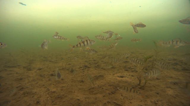 Подлёдное видео.Сезон 2019г. смотреть онлайн