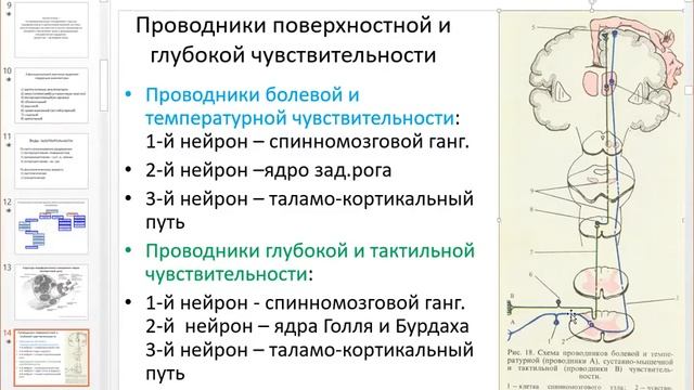Путь глубокой чувствительности неврология
