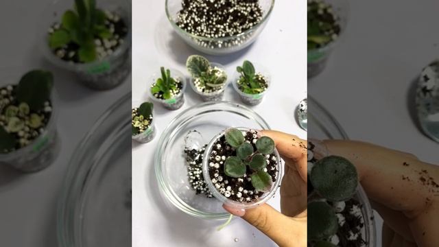 Рассаживаем деток мини/полумини фиалок смотреть онлайн