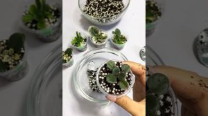 Рассаживаем деток мини/полумини фиалок