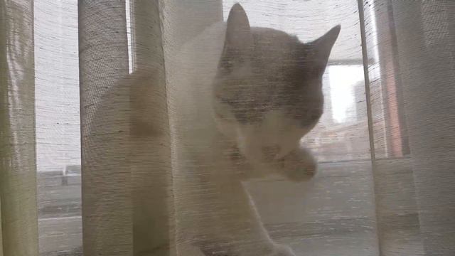 Morning ritual смотреть онлайн