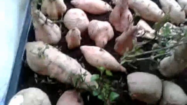 HPH Farm Батат, мочало и кубышка смотреть онлайн