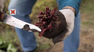 Как я СОХРАНИЛ МОРКОВЬ и СВЕКЛУ до лета. Секреты долгого хранения