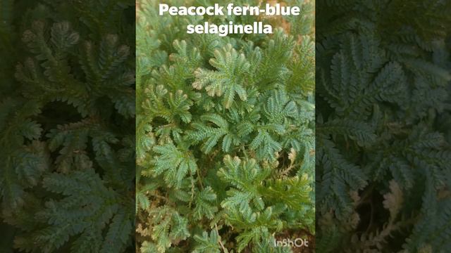 peacock fern-blue selaginella