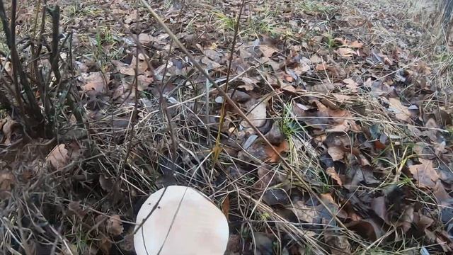 собираем синеножку, рядовку лиловоногую, смотреть онлайн