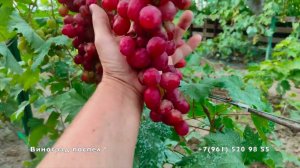 Виноград Дынька  Писанка О  М
