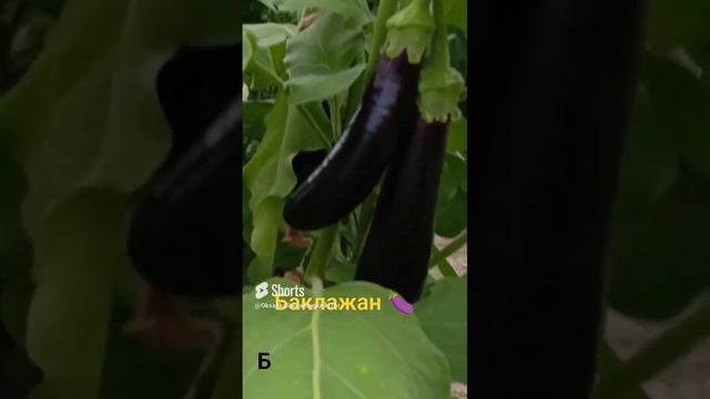 баклажаны   поспевают