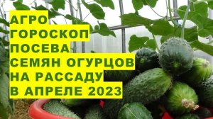 Агрогороскоп посева семян огурцов на рассаду или в грунт в апреле 2023 года