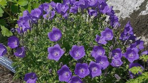 Какие цветы нужно сеять на рассаду в январе.  Колокольчик карпатский.