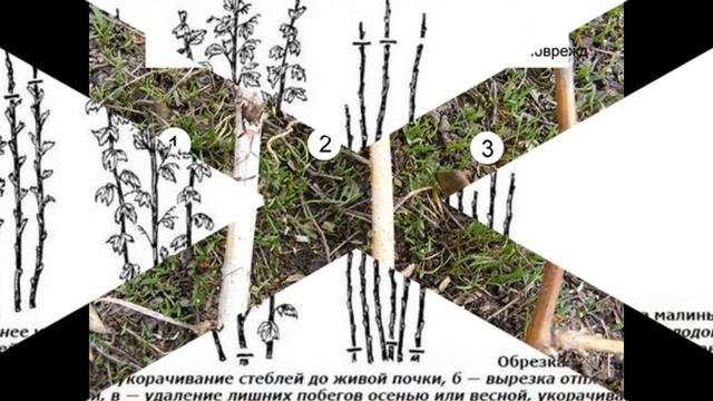 КАК САДИТЬ КАК ОБРЕЗАТЬ МАЛИНУ 2 ЧАСТЬ смотреть онлайн