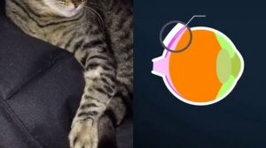 Почему у кошек светятся глаза в темноте