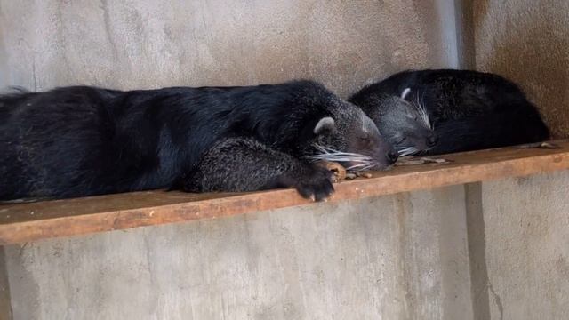 Бинтуронг смотреть онлайн