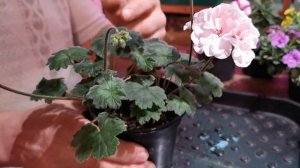 Обзор пеларгоний ИВ Тихий дон и ИРИОЛ Перламутр.