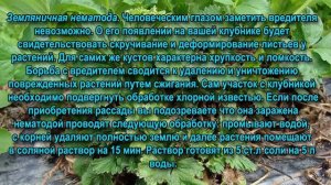 Болезни и вредители клубники. Весенняя обработка клубники.